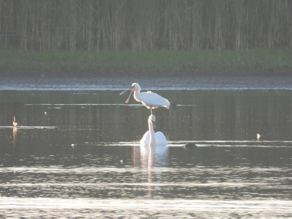 Eurasian Spoonbill - ML620478202