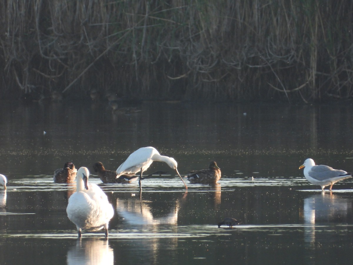 Eurasian Spoonbill - ML620478203