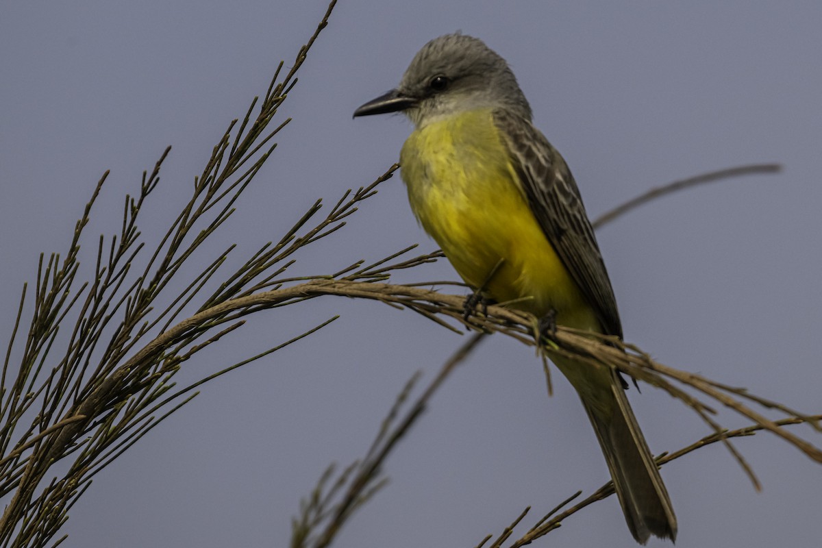 Tropical Kingbird - ML620478204