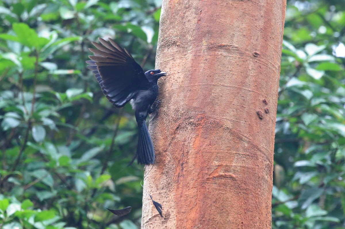 Drongo à raquettes - ML620478207