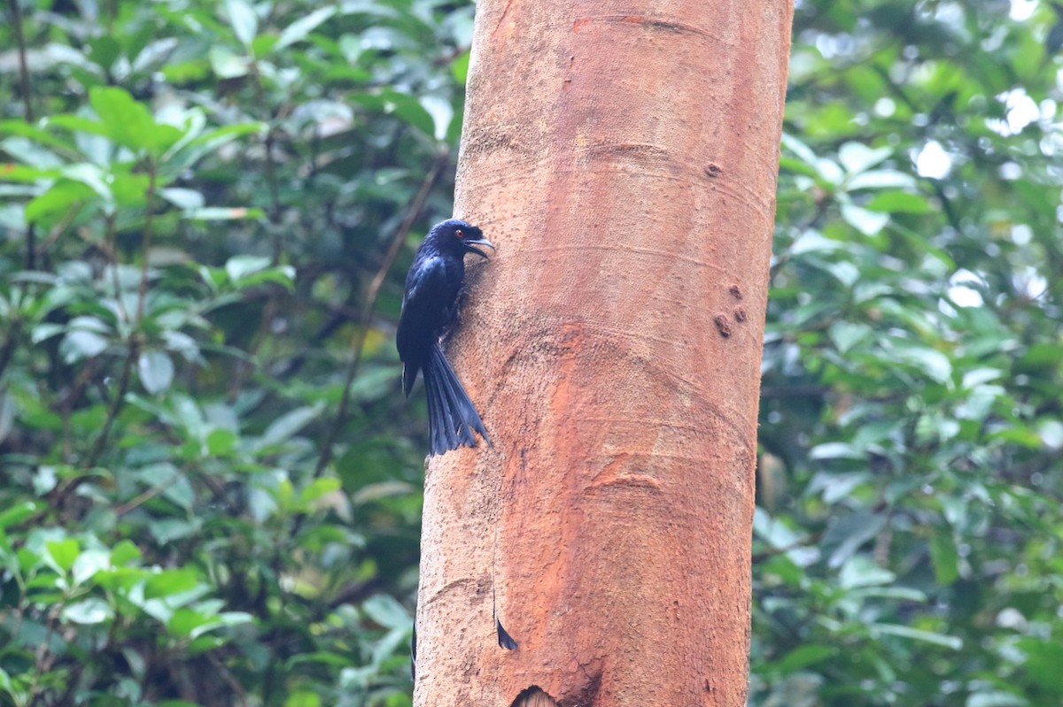 Greater Racket-tailed Drongo - ML620478208