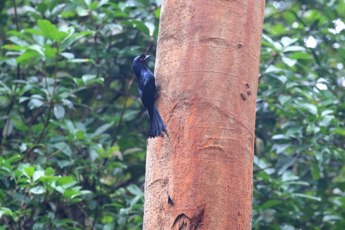 Greater Racket-tailed Drongo - ML620478209