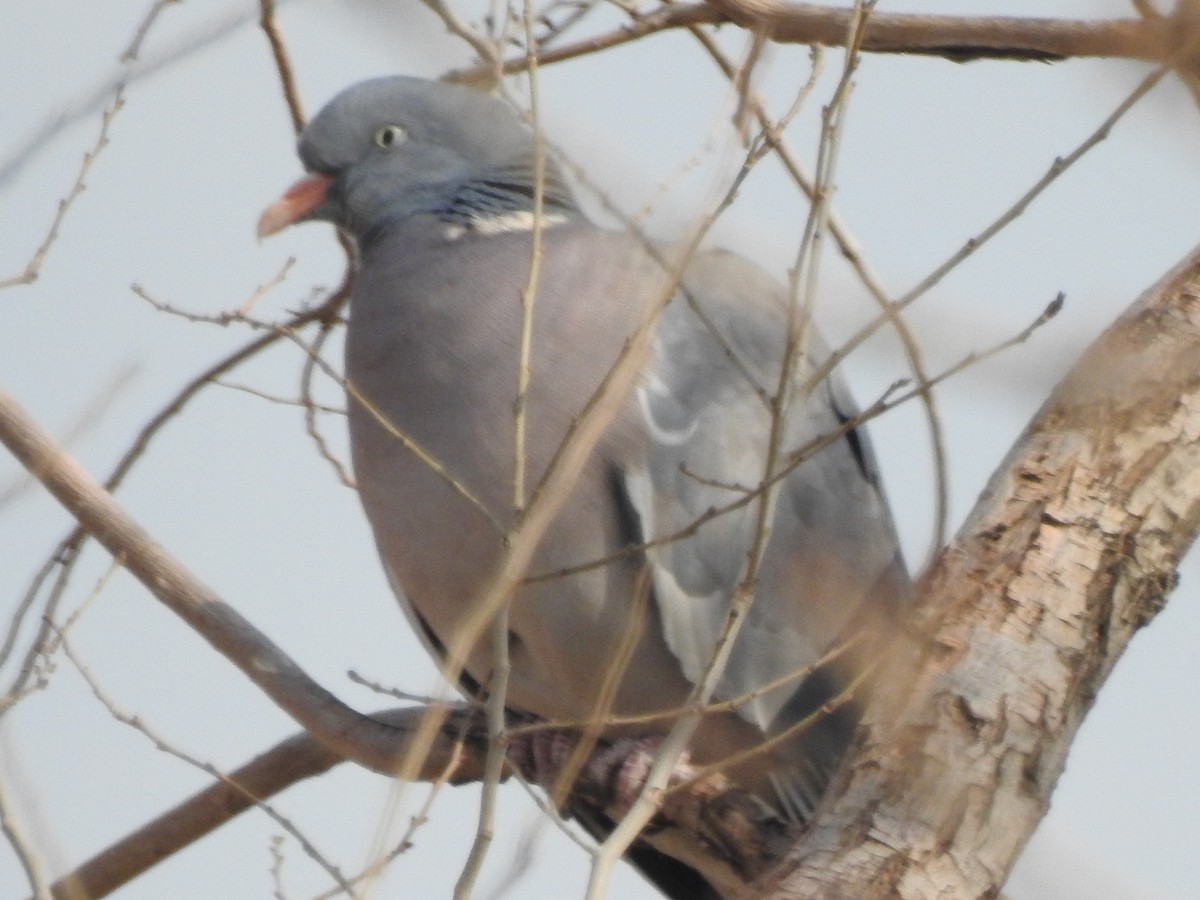 Common Wood-Pigeon - ML620478211