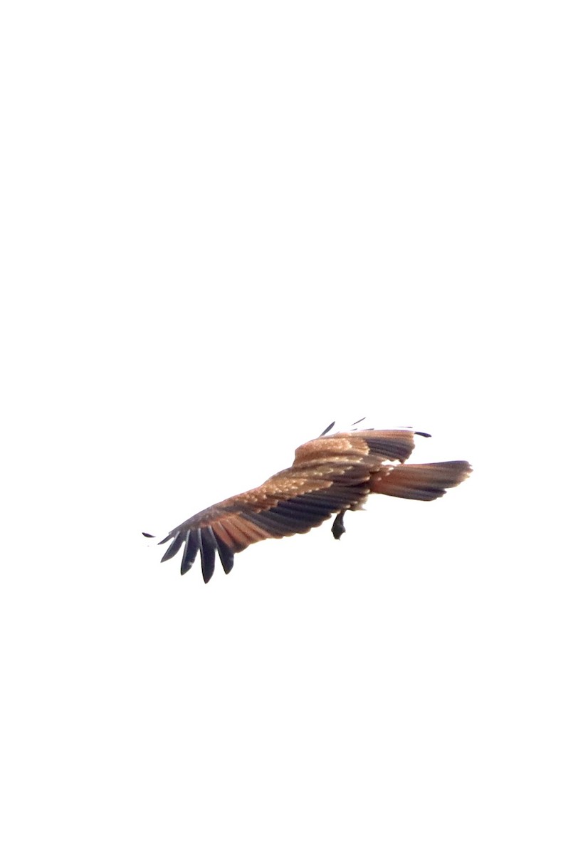 Brahminy Kite - ML620478215