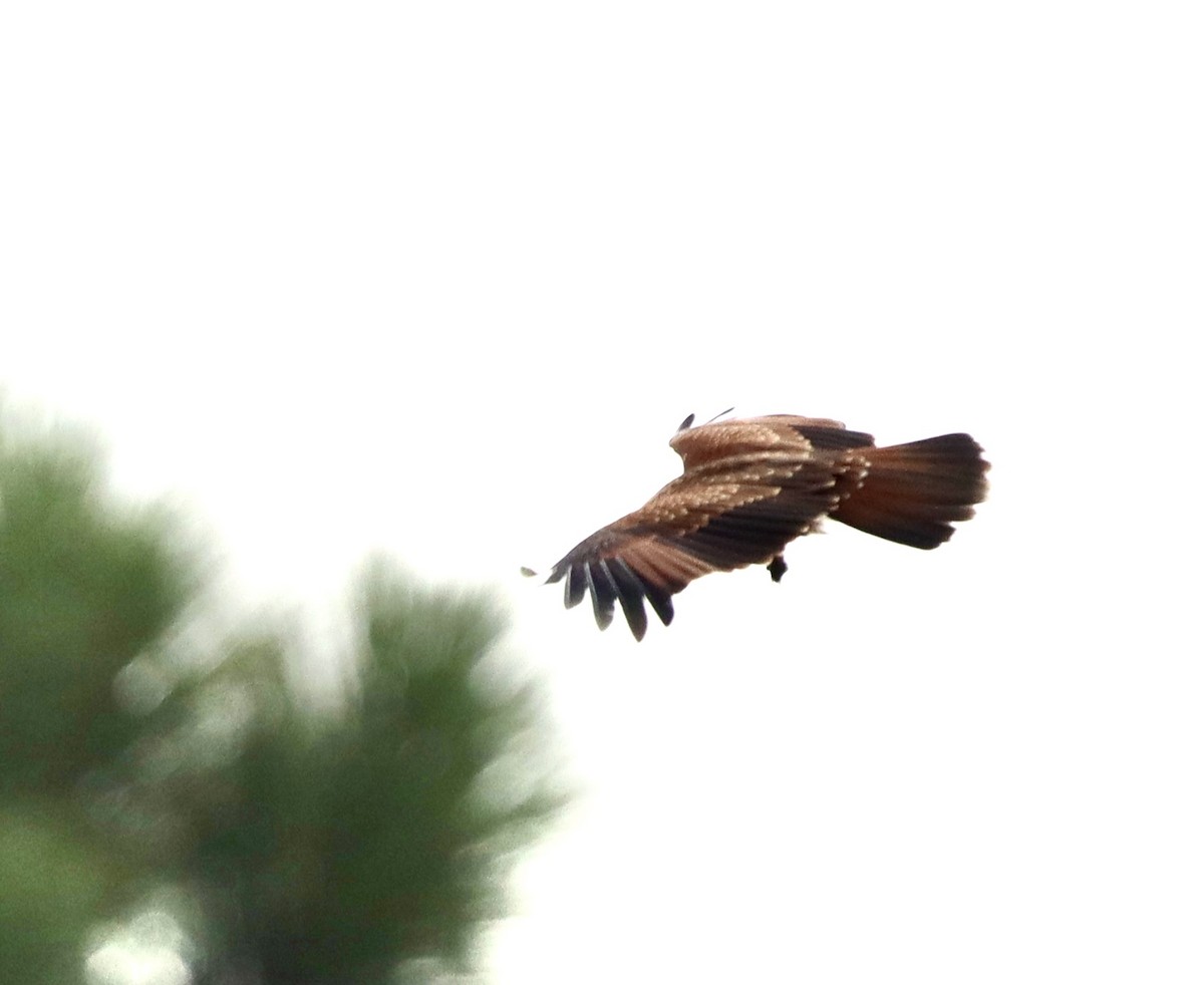 Brahminy Kite - ML620478216