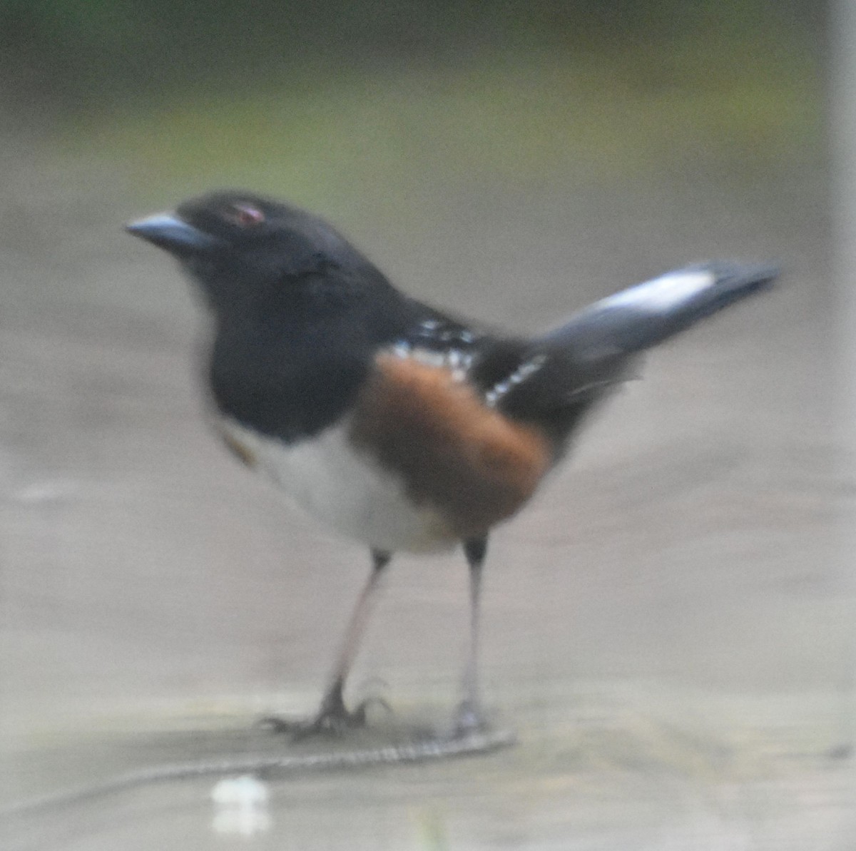 Spotted Towhee - ML620478220