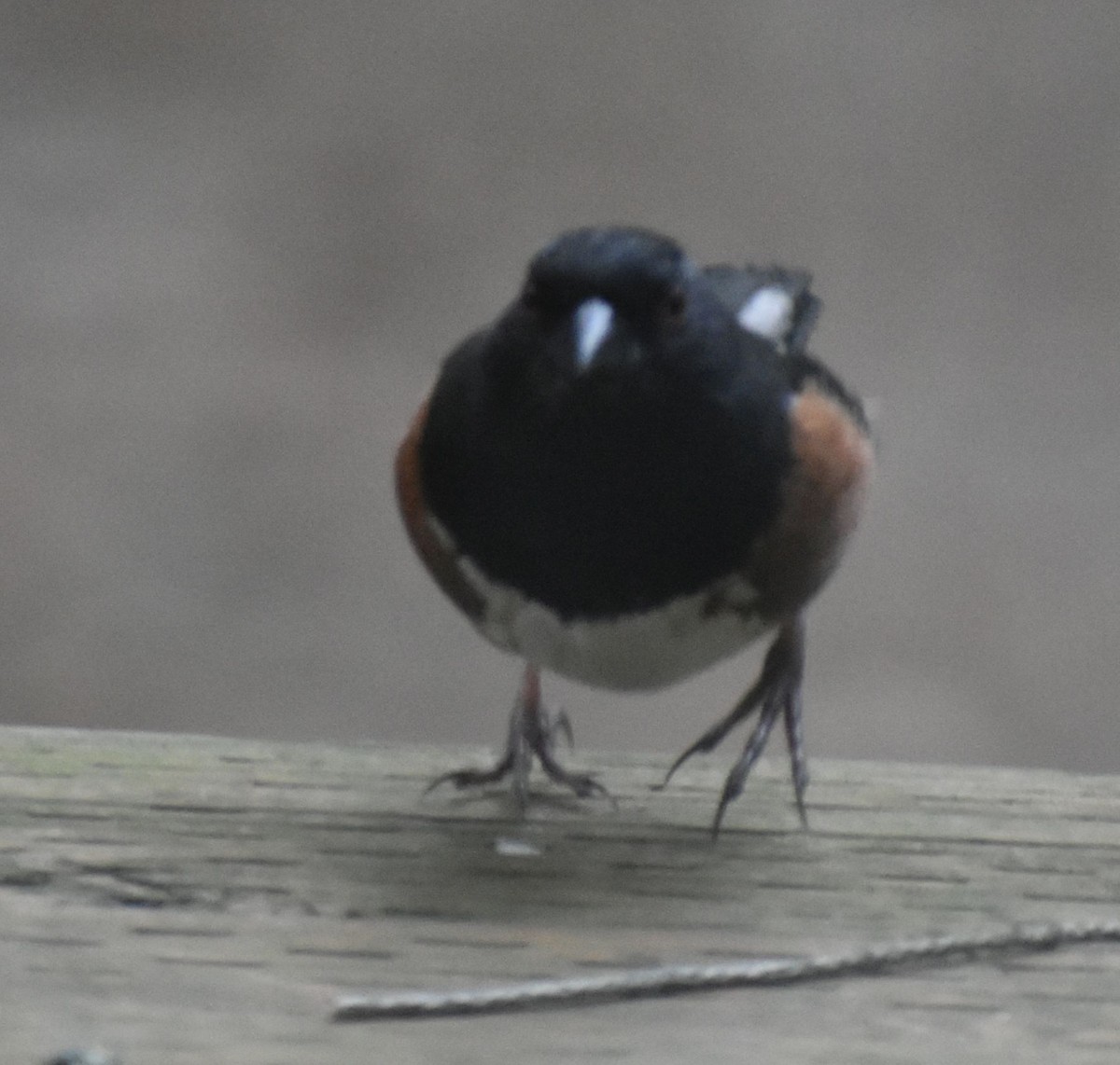 Spotted Towhee - ML620478221