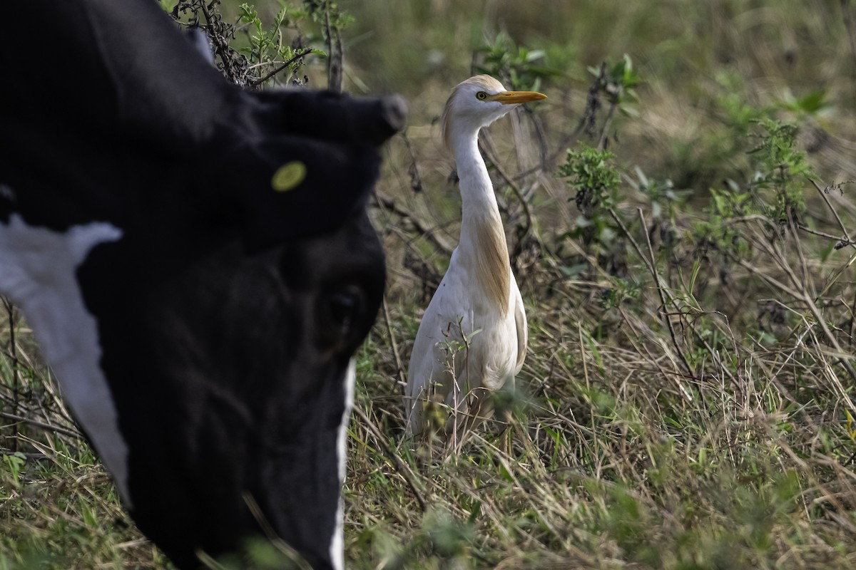 Чапля єгипетська (підвид ibis) - ML620478223