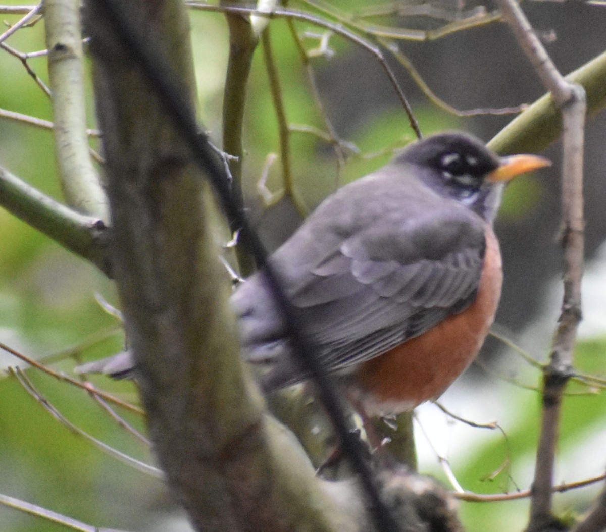 American Robin - Sally Anderson