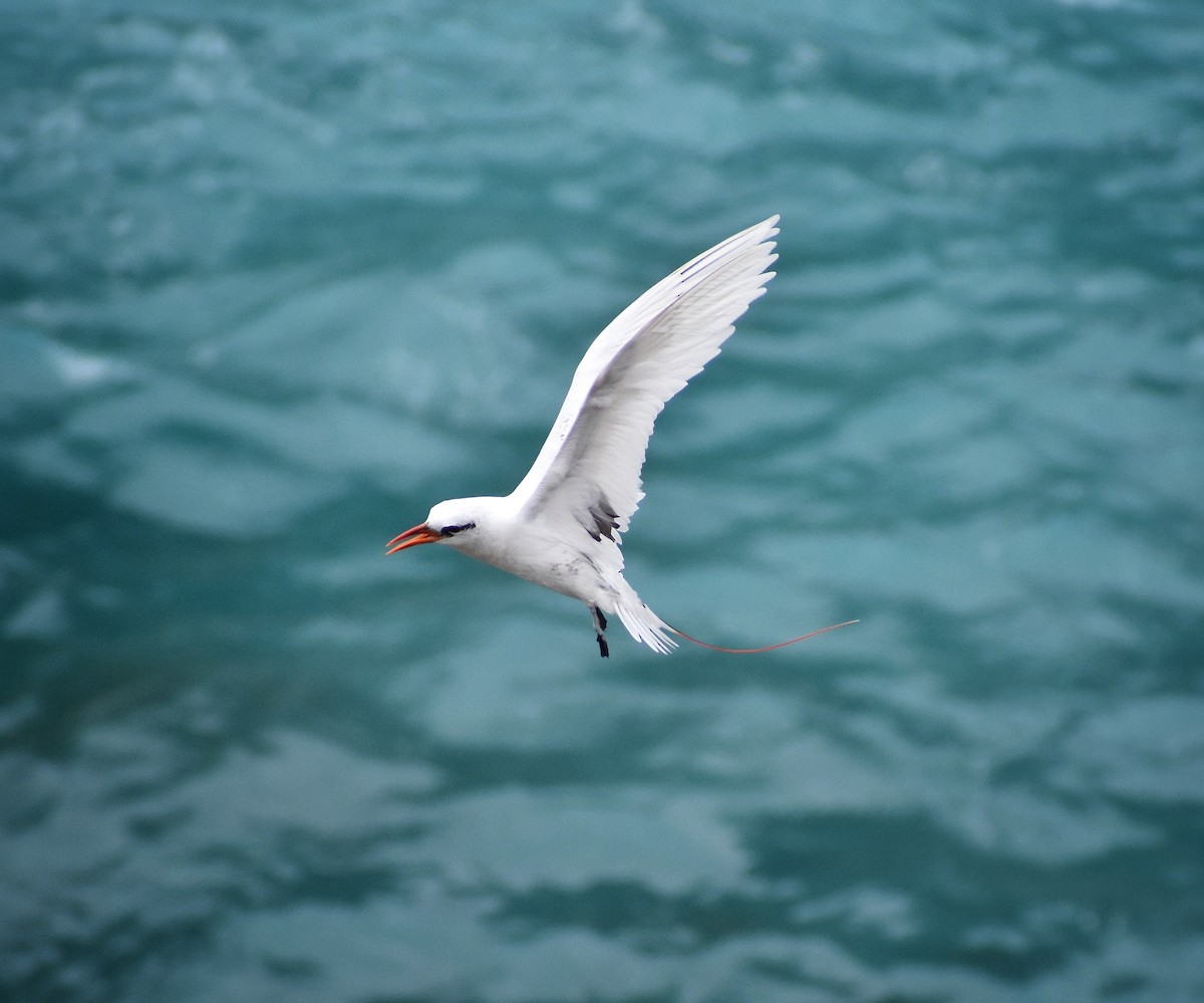 Red-tailed Tropicbird - ML620478228