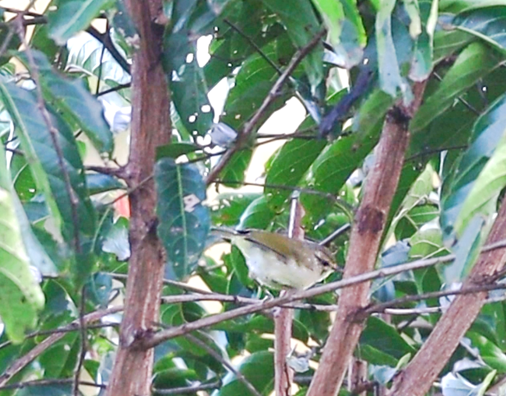 Philippine Leaf Warbler - ML620478232