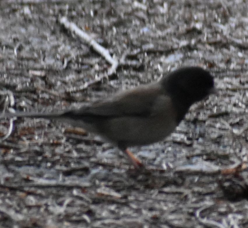 Dark-eyed Junco - ML620478235