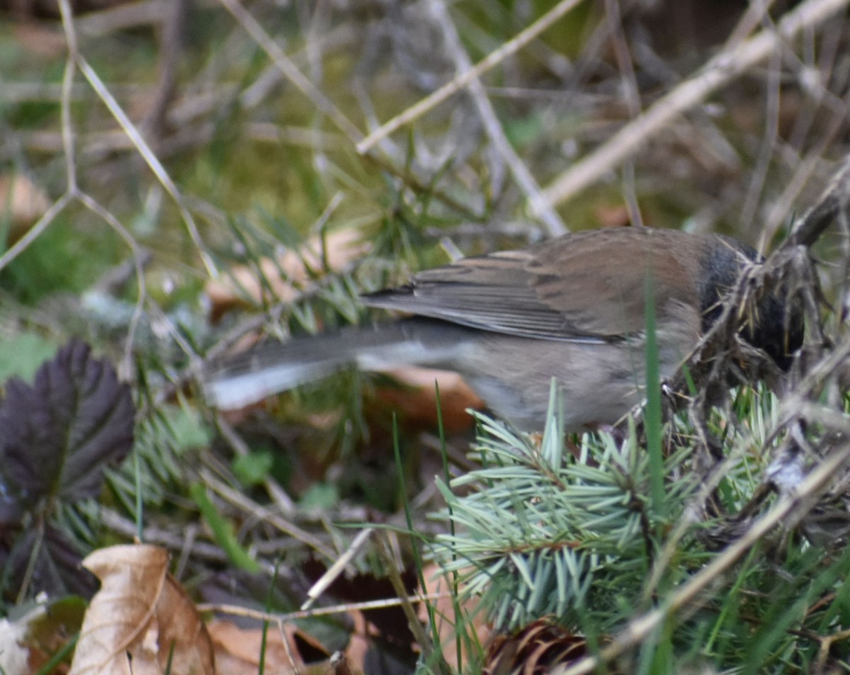 Dark-eyed Junco - Sally Anderson