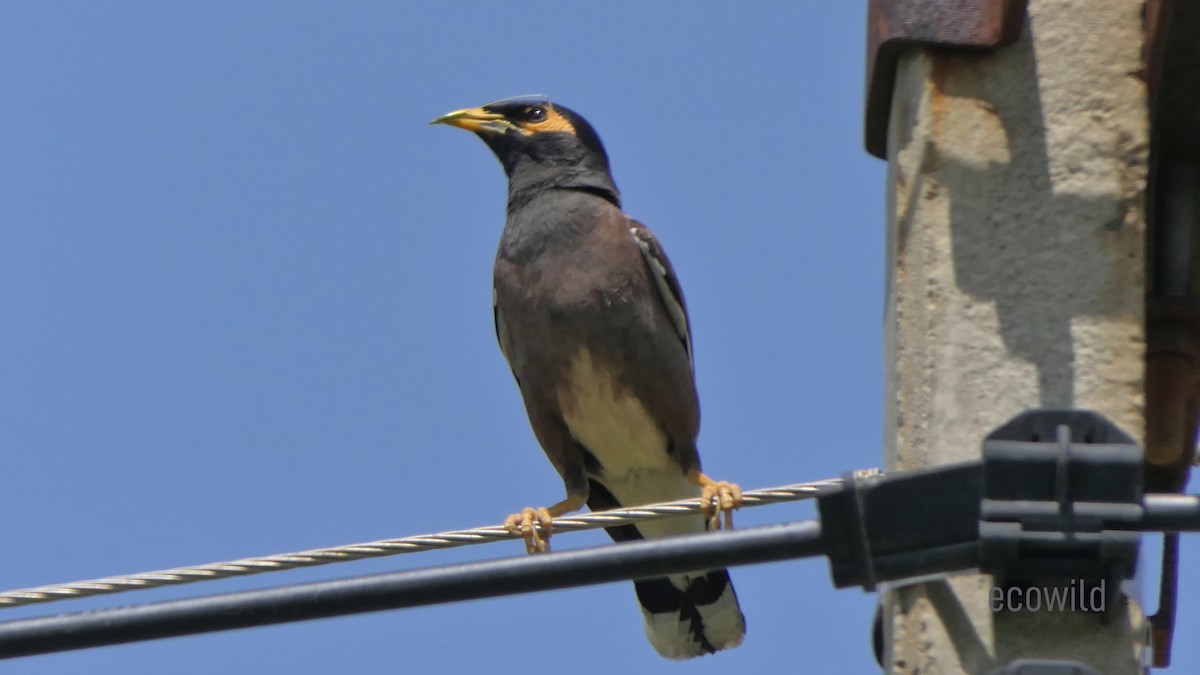 Common Myna - ML620478242