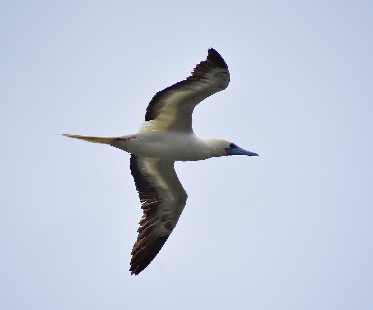 Red-footed Booby - ML620478243