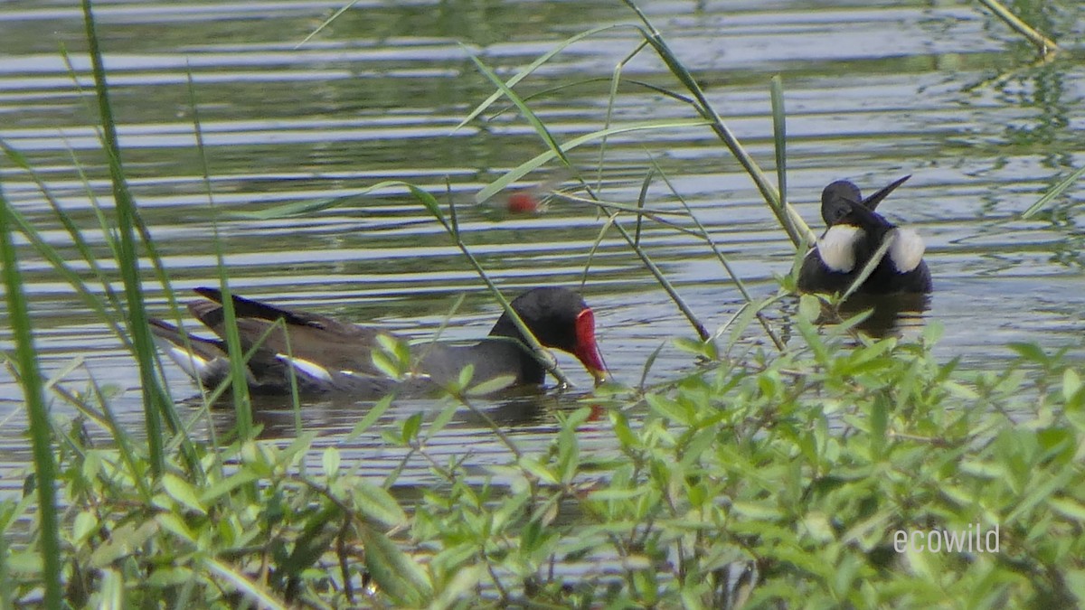 Eurasian Moorhen - ML620478244