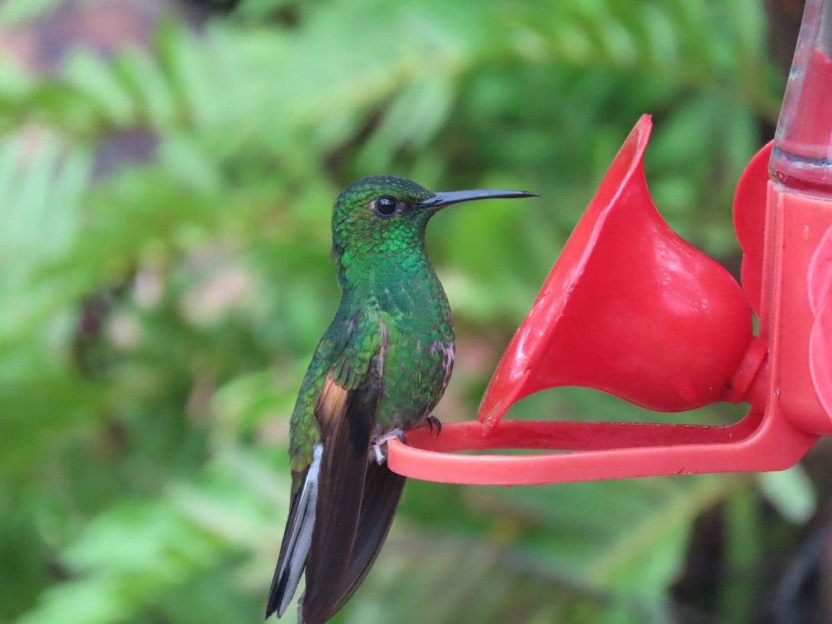 Stripe-tailed Hummingbird - ML620478246