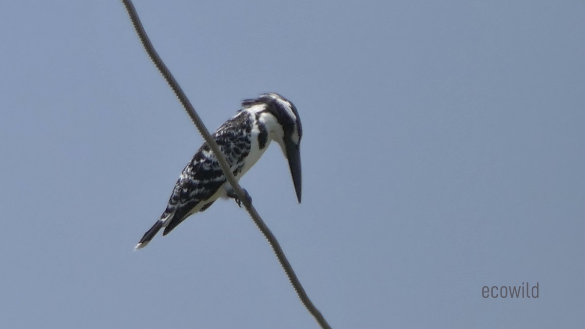 Pied Kingfisher - ML620478248