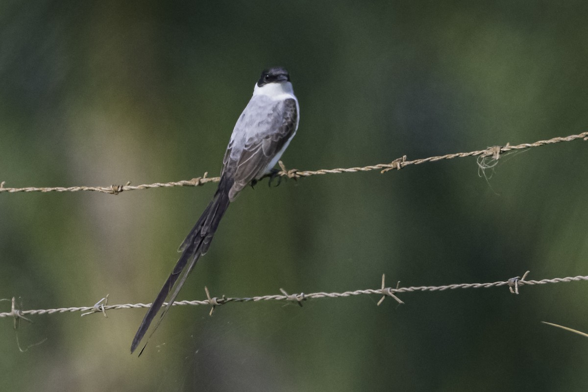 Fork-tailed Flycatcher - ML620478256