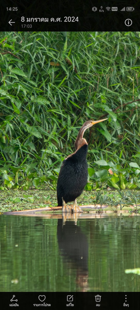 Orient-Schlangenhalsvogel - ML620478257