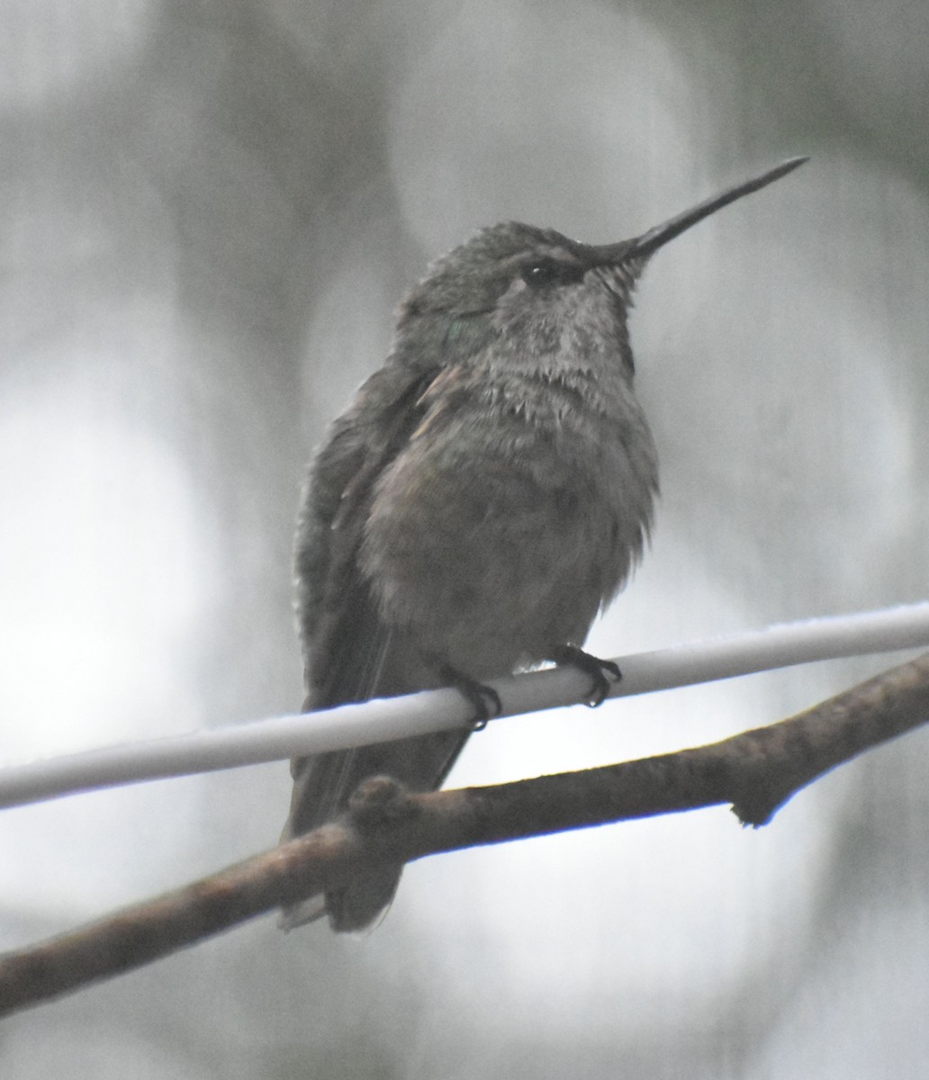 Anna's Hummingbird - ML620478259