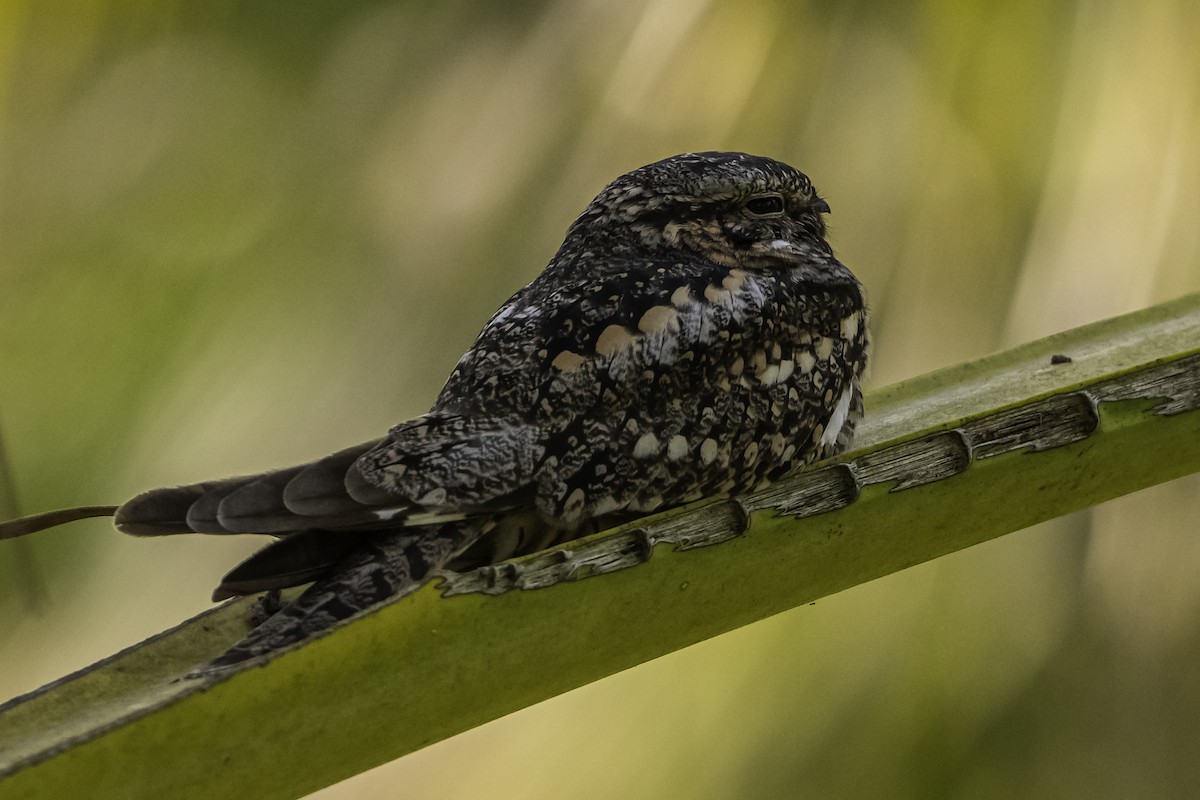 Lesser Nighthawk - ML620478260