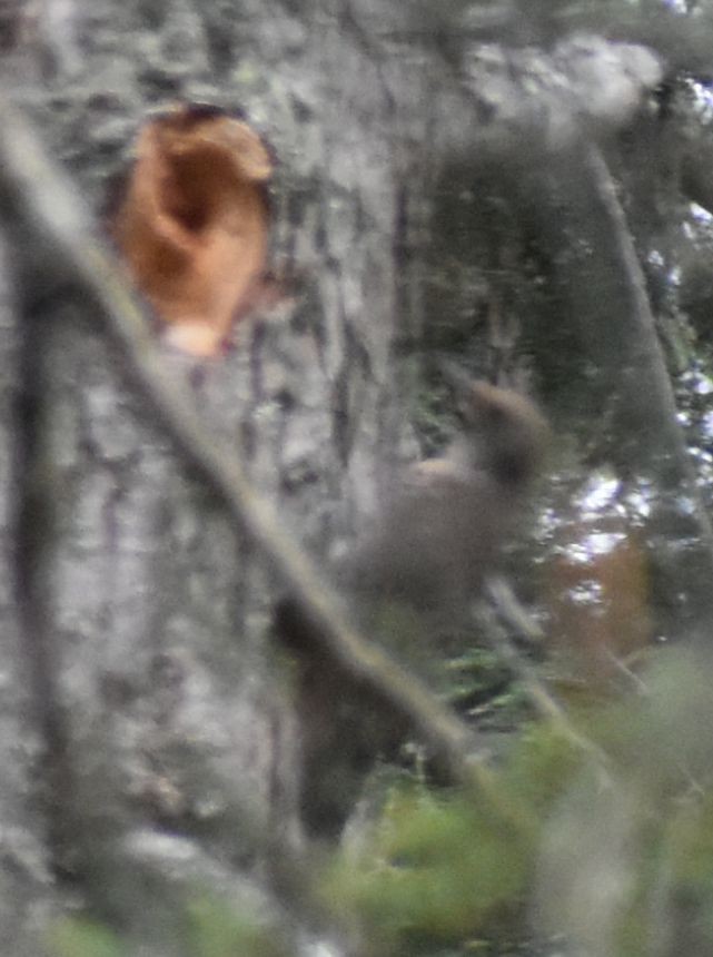 Northern Flicker - ML620478261