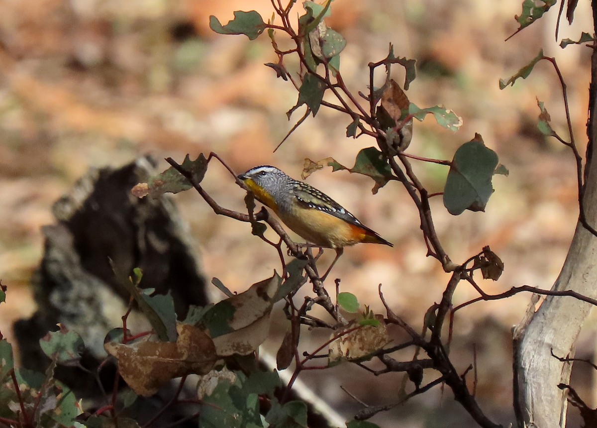 Pardalote pointillé (punctatus) - ML620478262