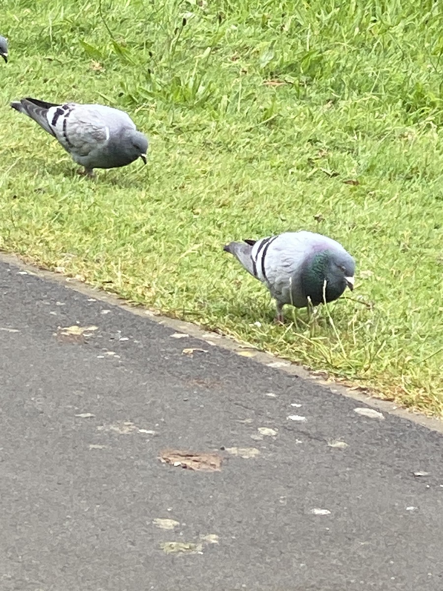 Rock Pigeon (Feral Pigeon) - ML620478266