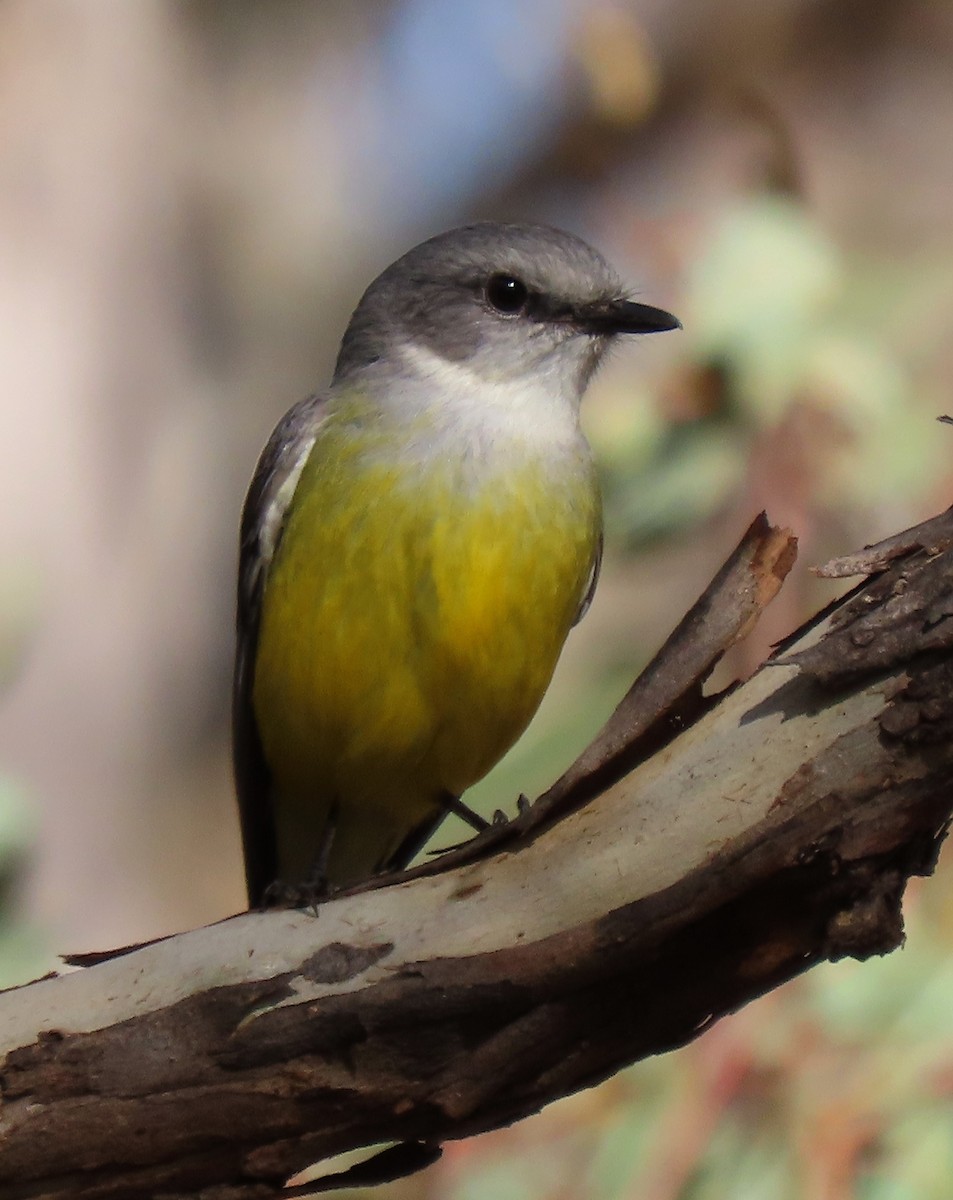 Western Yellow Robin - Peter J. Taylor