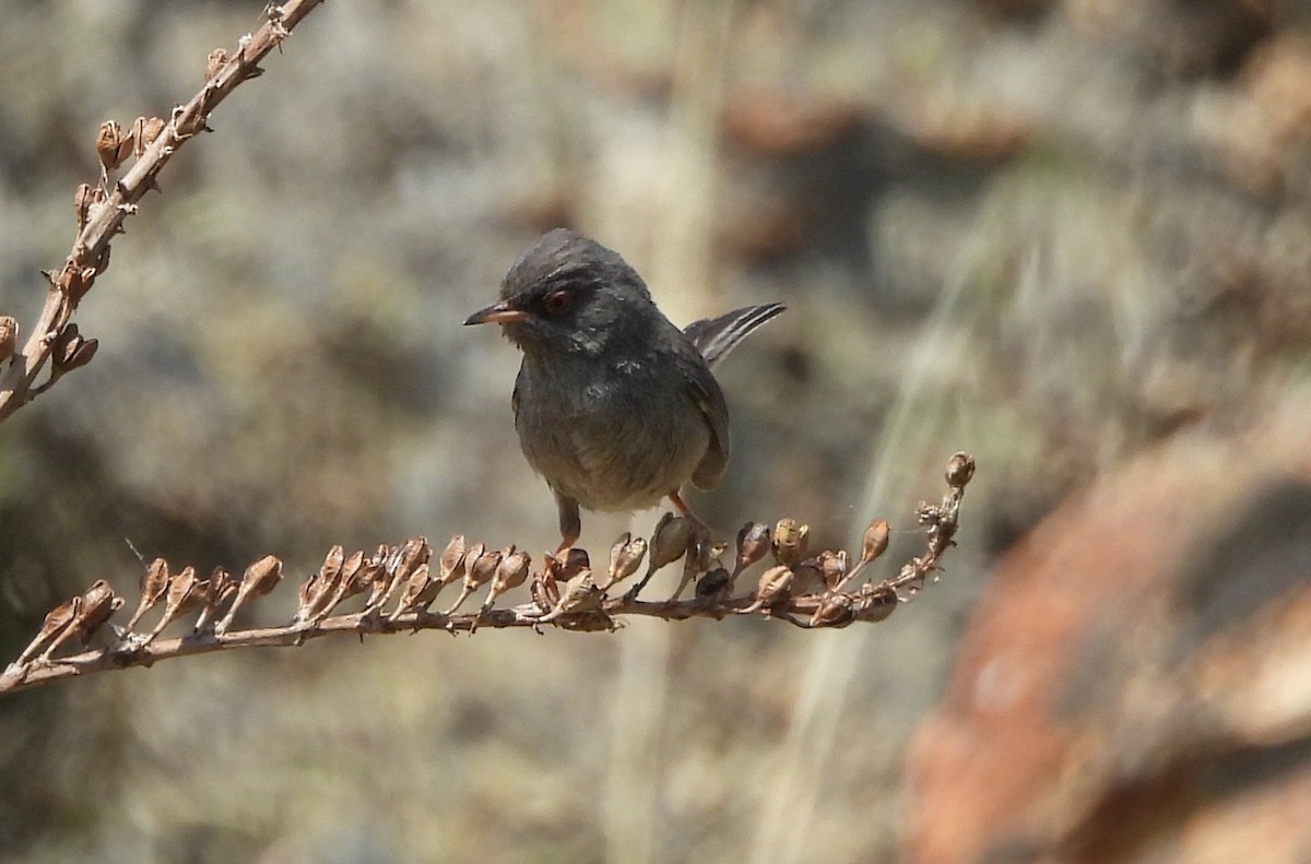 Marmora's Warbler - ML620478269