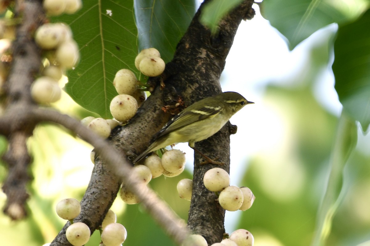 Yellow-browed Warbler - ML620478270