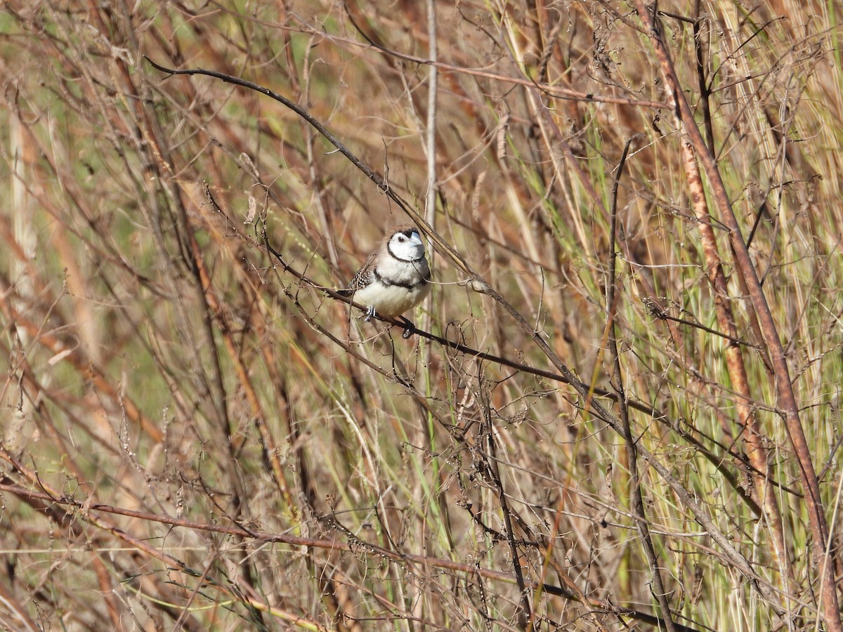 Double-barred Finch - ML620478271