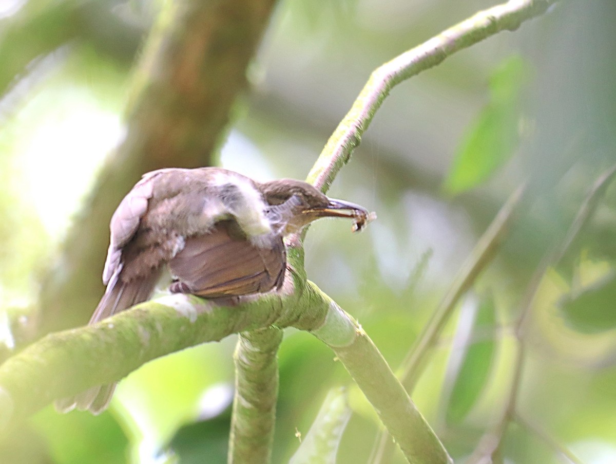 Bulbul Filipino - ML620478272