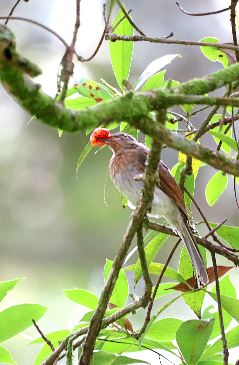 Philippine Bulbul - ML620478273