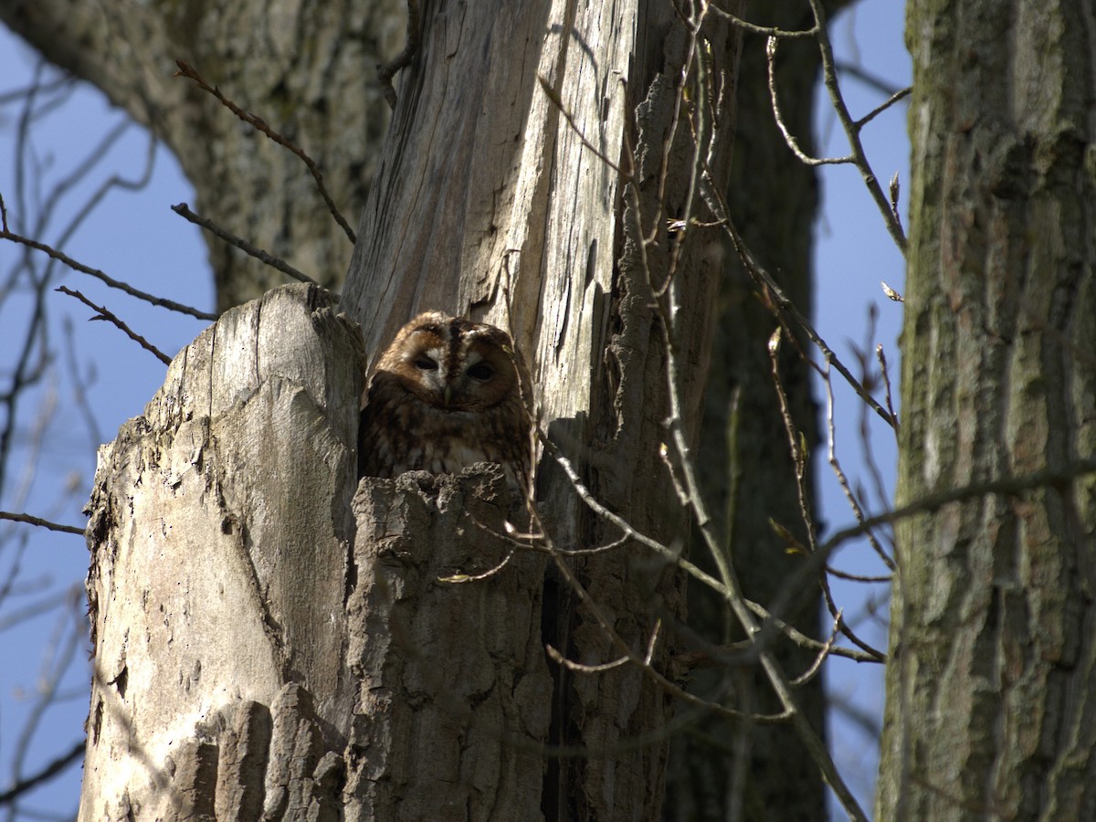Tawny Owl - ML620478274