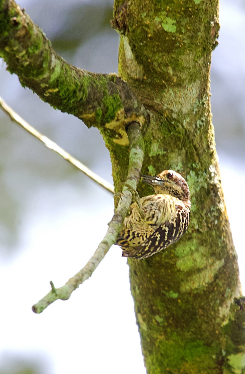 Philippine Pygmy Woodpecker - ML620478275