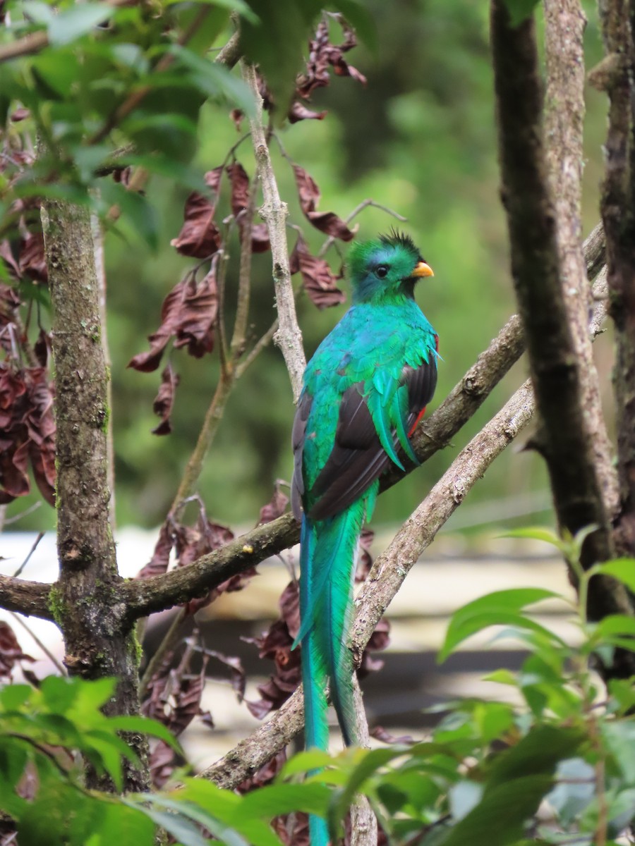 Resplendent Quetzal - ML620478276