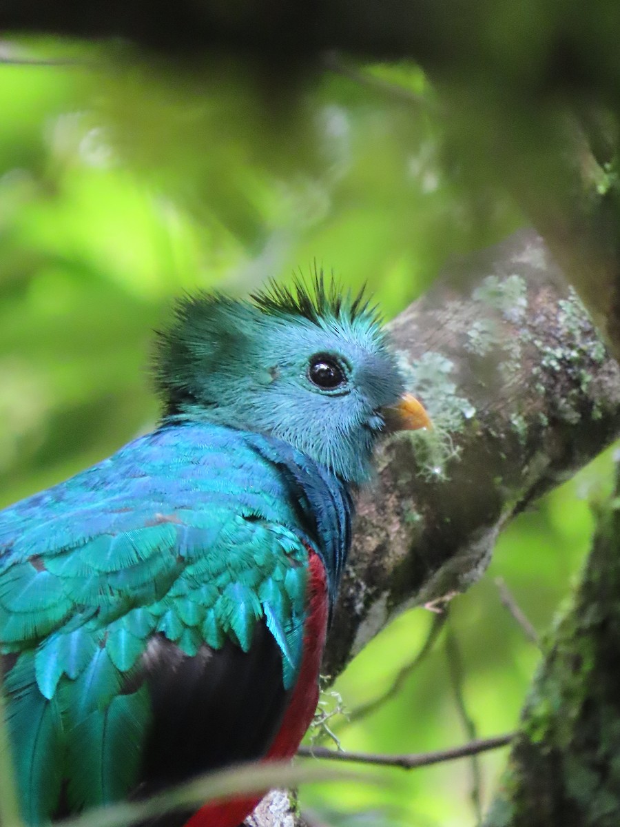 Resplendent Quetzal - ML620478277