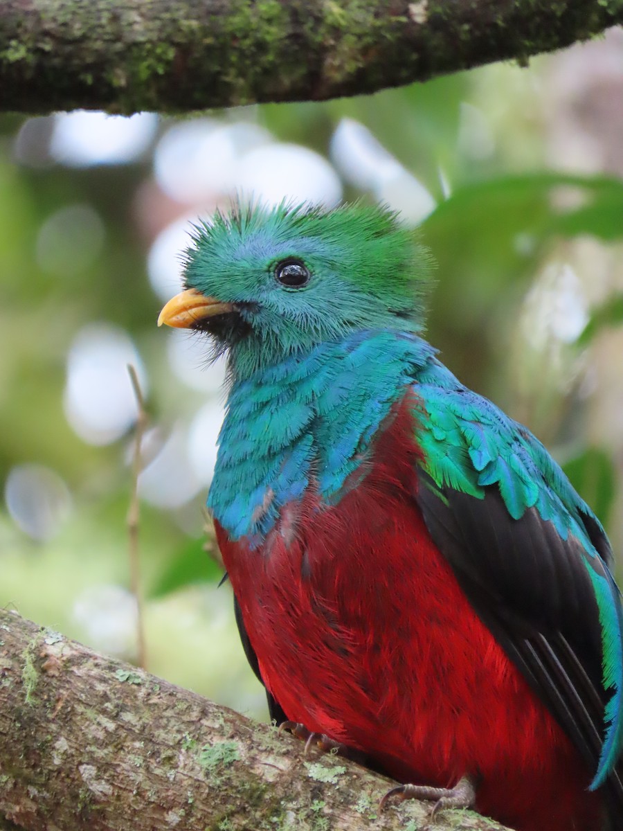 Quetzal resplendissant - ML620478278