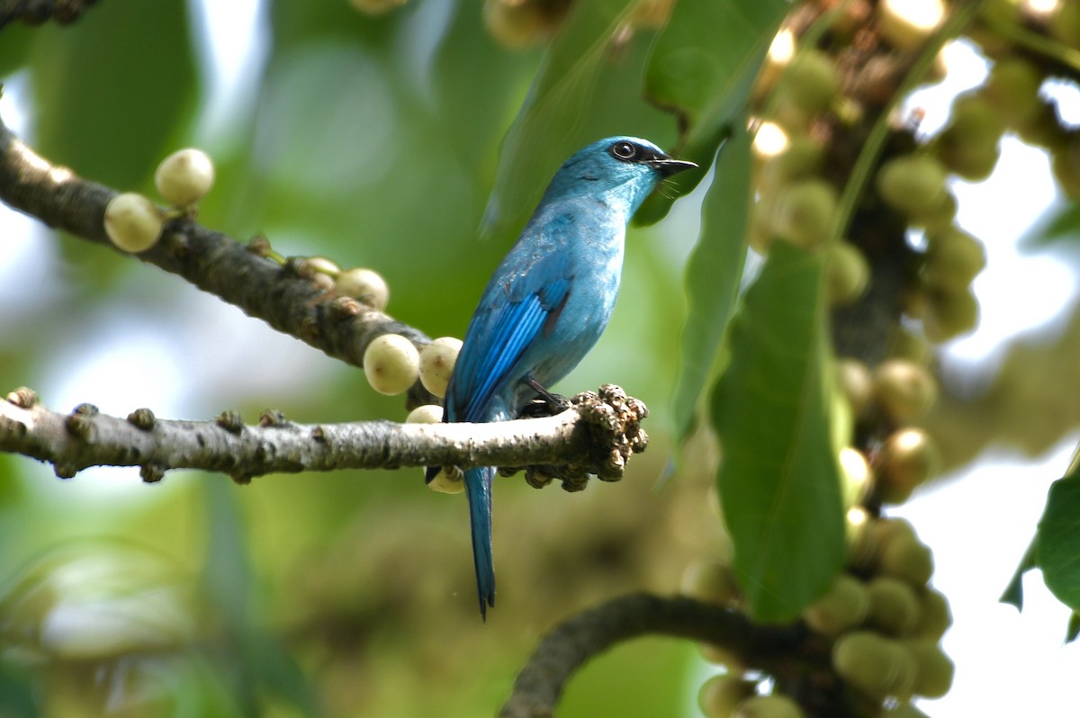 Verditer Flycatcher - ML620478280