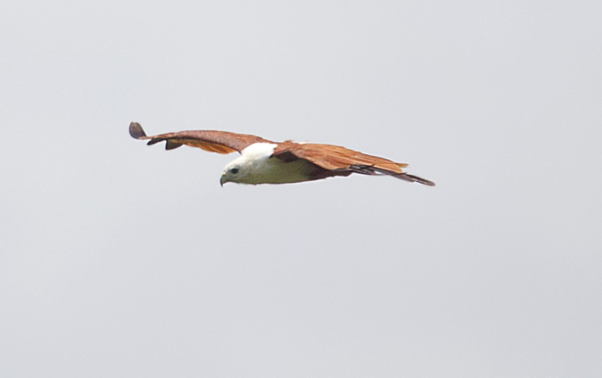 Brahminy Kite - ML620478282