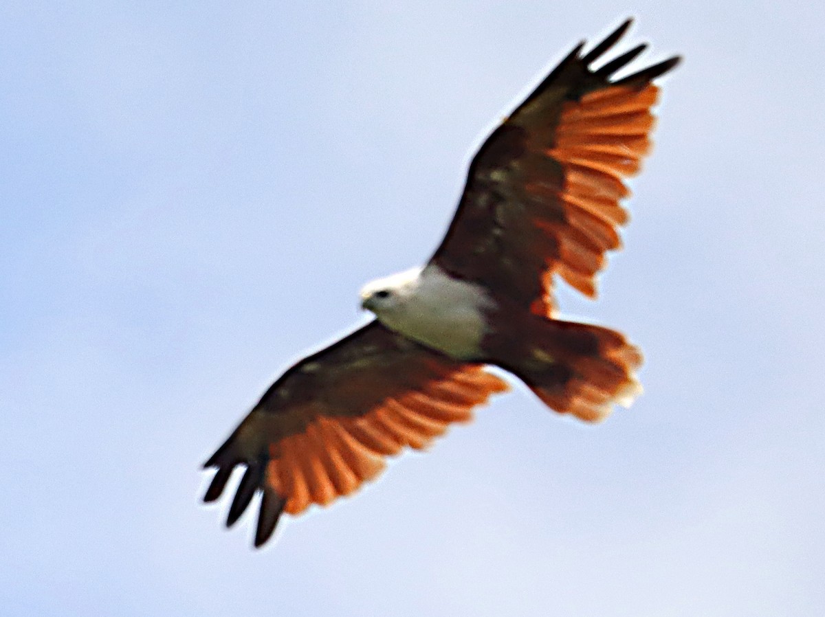 Brahminy Kite - ML620478283