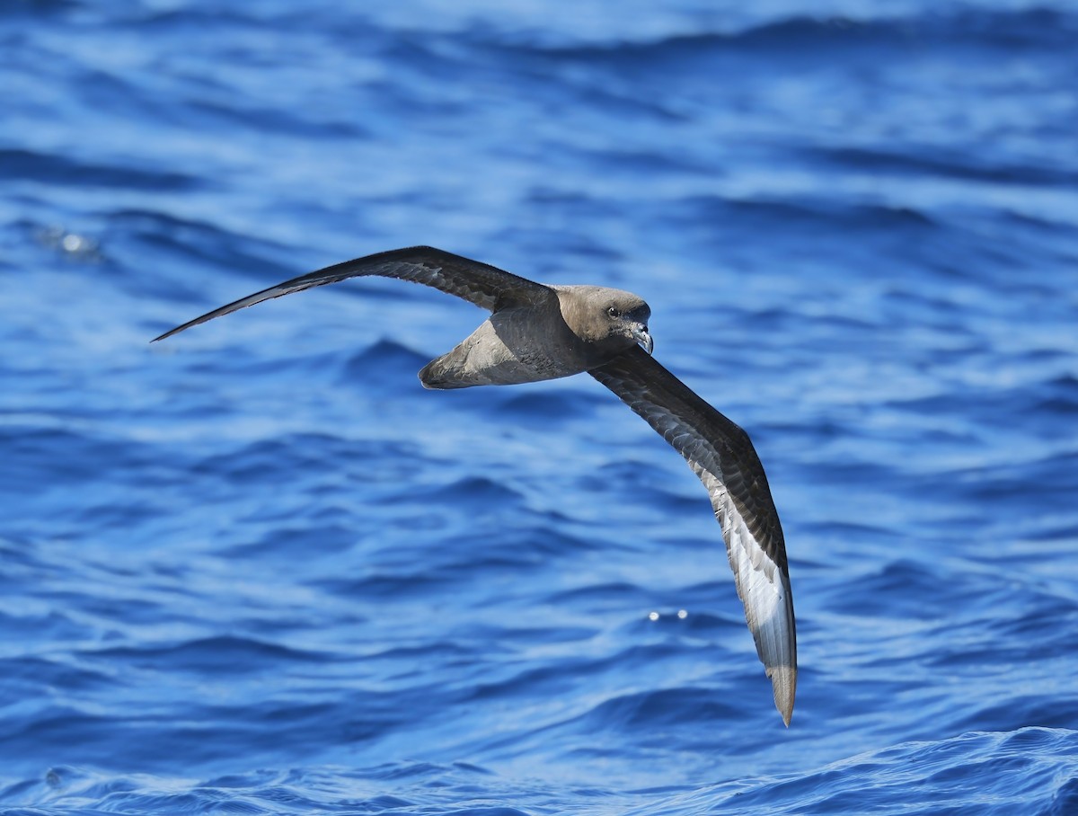 Petrel de Solander - ML620478284