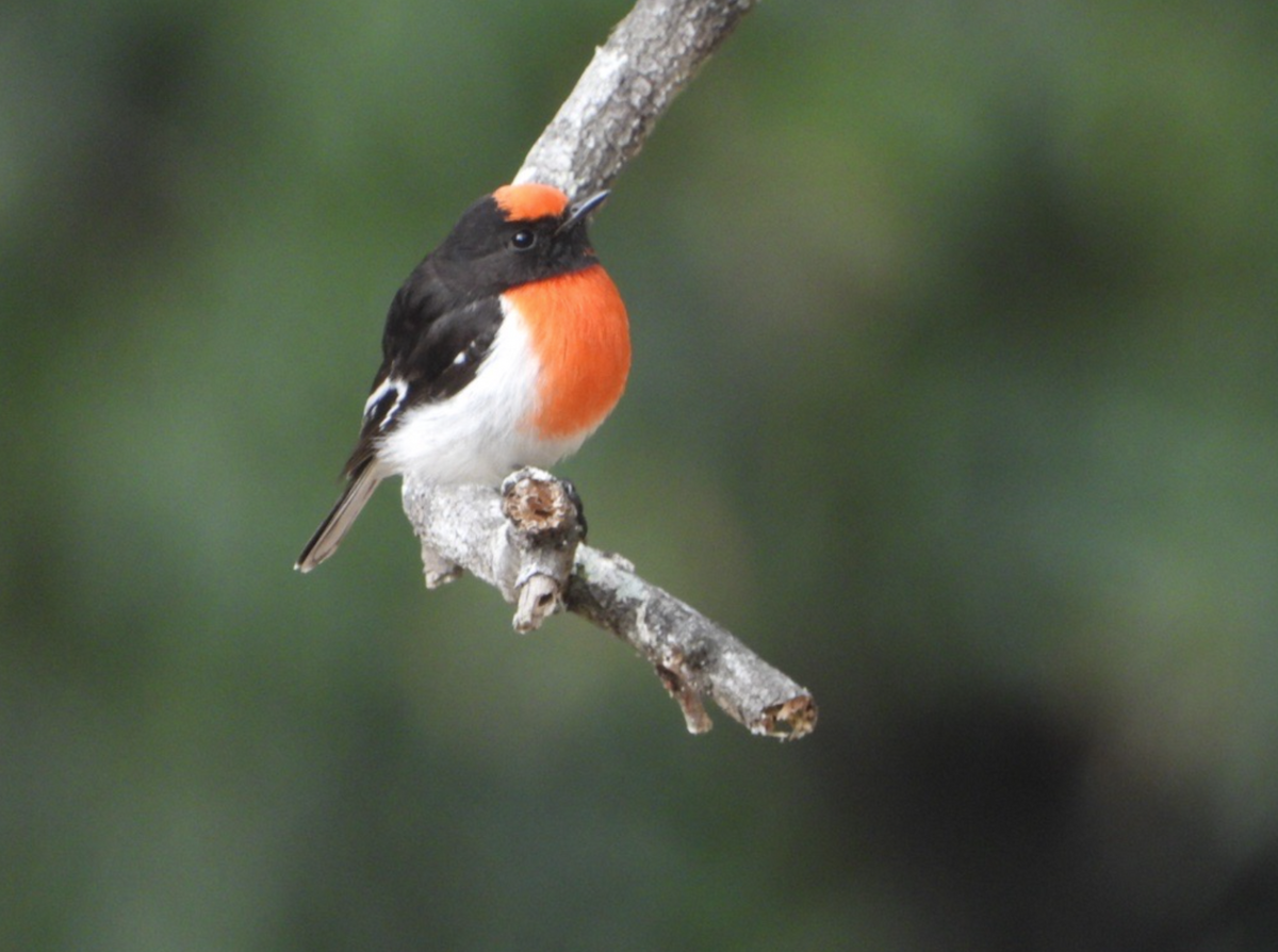 Red-capped Robin - ML620478285