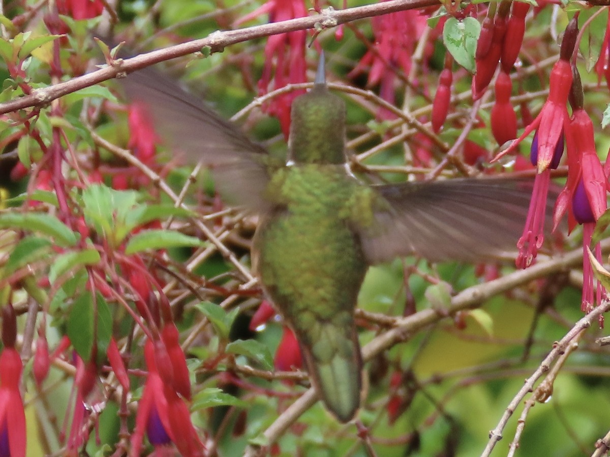 Colibrí Volcanero - ML620478287