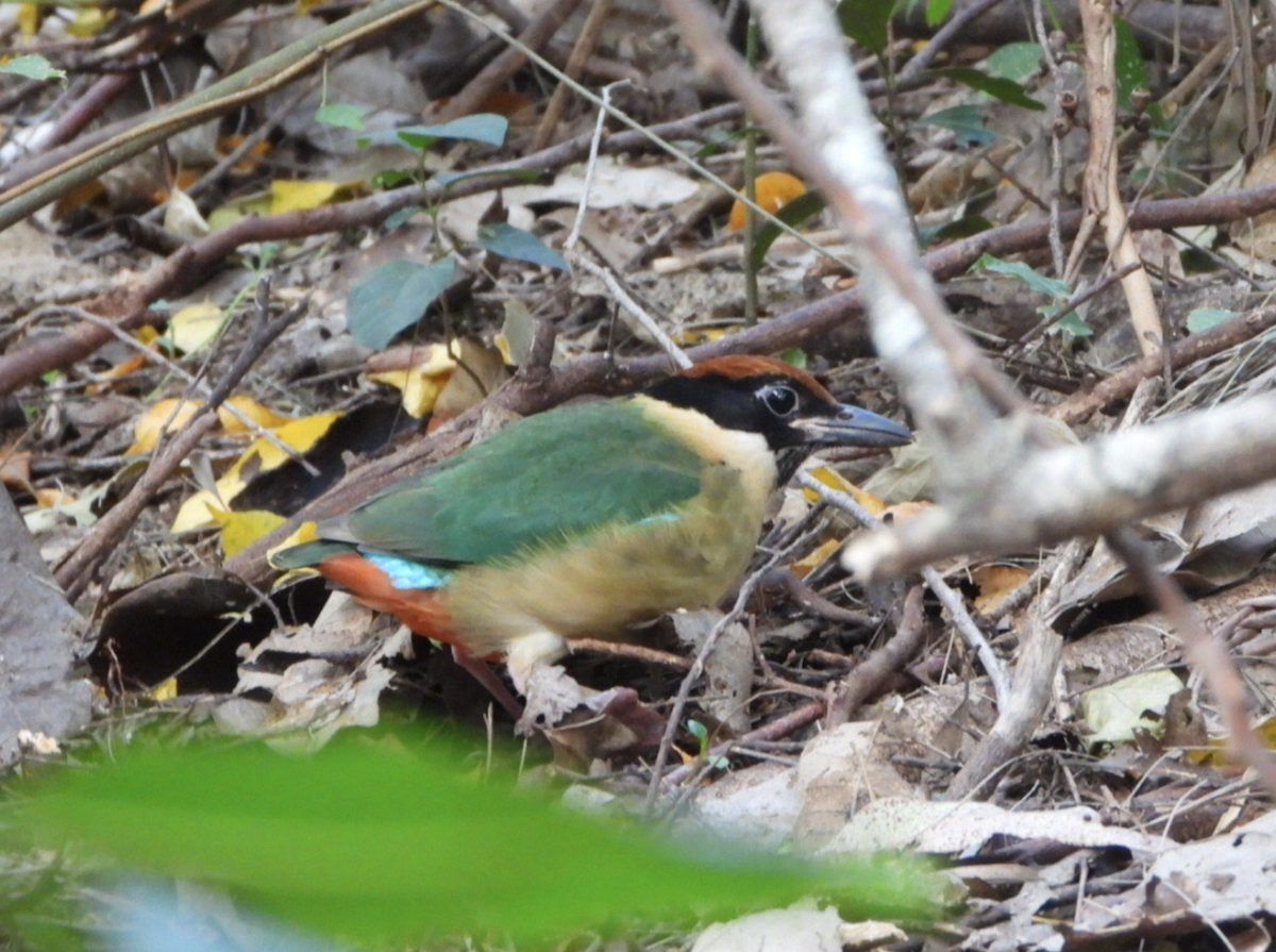 ノドグロヤイロチョウ - ML620478289