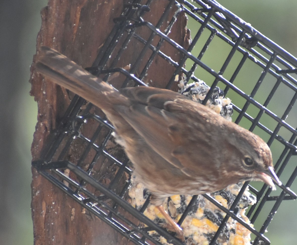 Song Sparrow - ML620478290