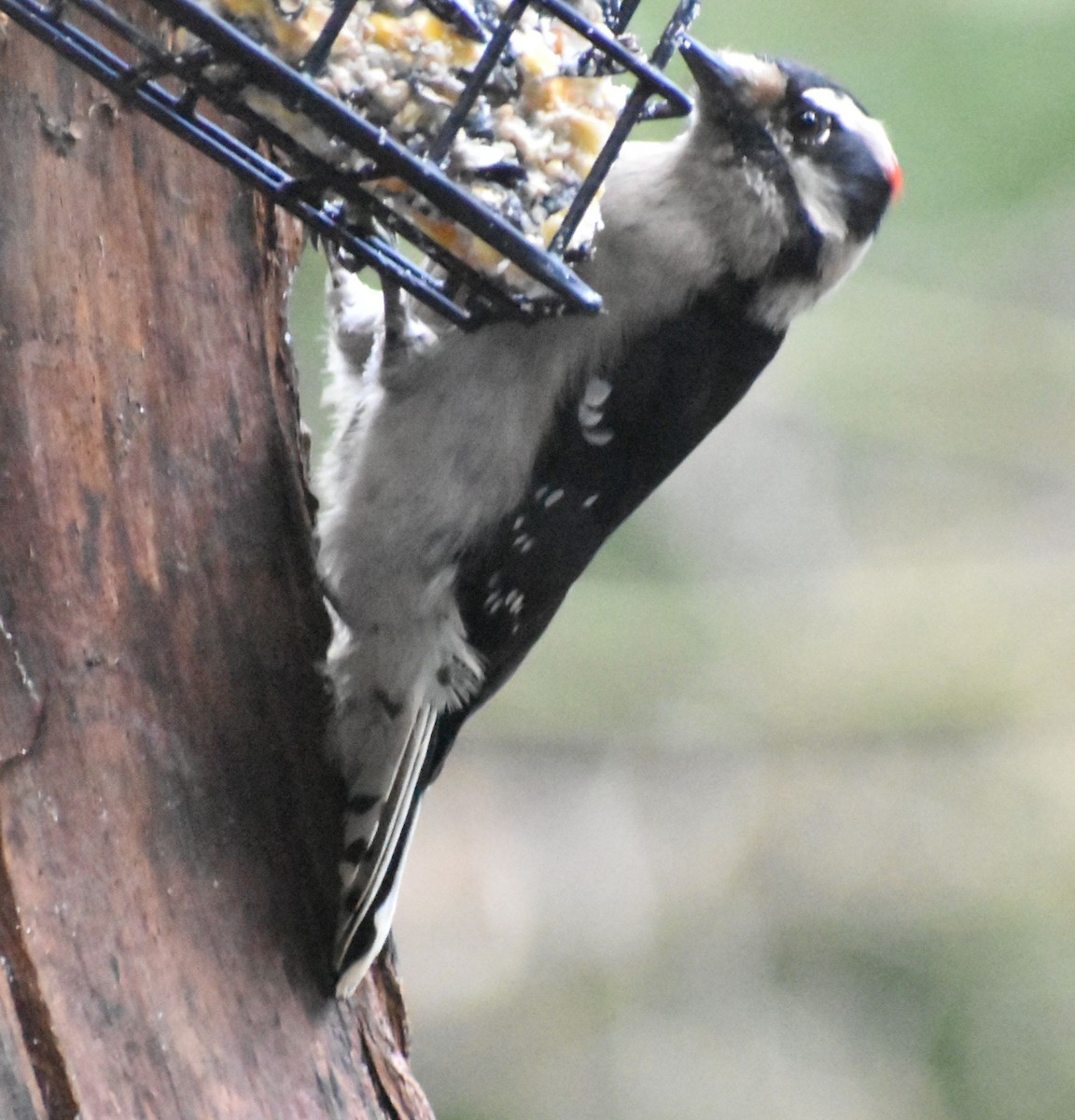 Downy Woodpecker - Sally Anderson