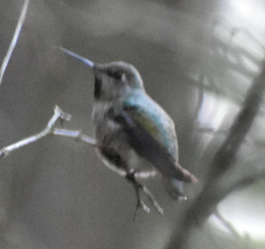 Anna's Hummingbird - ML620478296